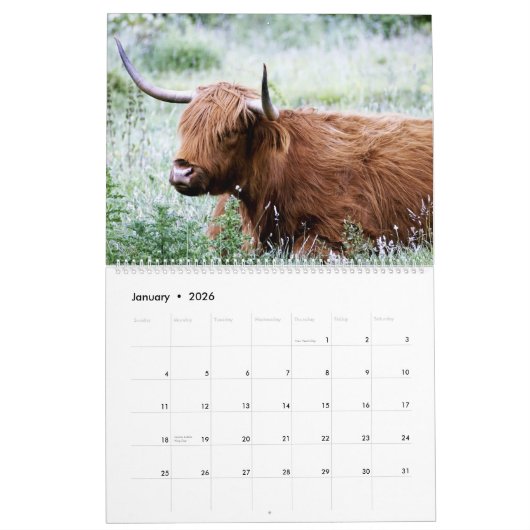 Hoogland Koeien - 12 maanden hoge veestapel - Kalender (Jan 2026)