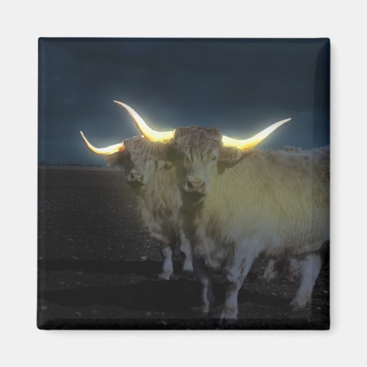 Hoogland Koeien in de donker, Fridge Magnet (Voorkant)
