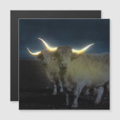 Hoogland Koeien in de donkere, magnetische Kaart (Voorkant / Achterkant)