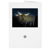 Hoogland Koeien met de gloed, de Kaart van de Dage (Achterkant)