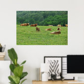 Hoogland Koeien Poster (Thuiskantoor)