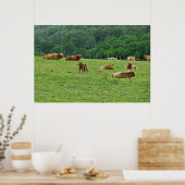 Hoogland Koeien Poster (Keuken)
