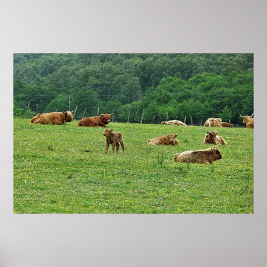 Hoogland Koeien Poster (Voorkant)