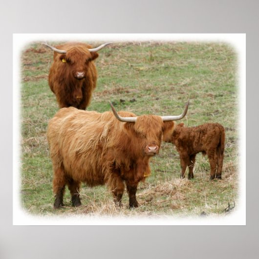 Hoogland Rundvee 9Y316D-017 Poster (Voorkant)