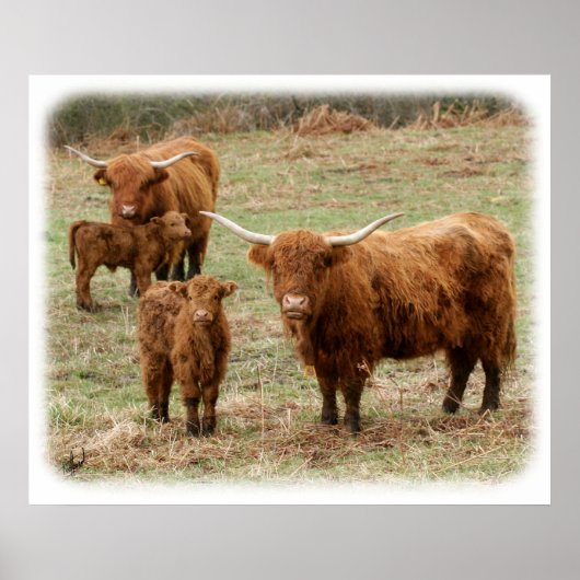 Hoogland Rundvee 9Y316D-055 Poster (Voorkant)