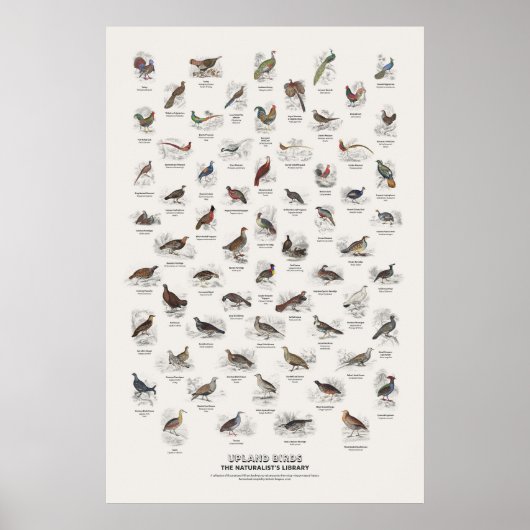 Hoogland Vogels - Naturalist's Library Poster (Voorkant)
