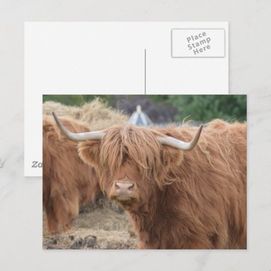 Hooglandenkool Briefkaart (Voorkant / Achterkant)