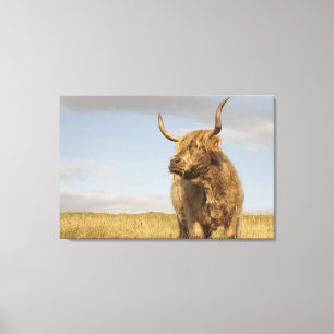 Hooglandenkool Canvas Afdruk