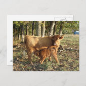 Hooglandenkool met kalf briefkaart (Voorkant / Achterkant)