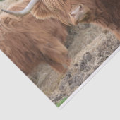 Hooglandenkool Tissuepapier (Detail)