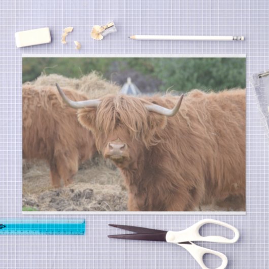 Hooglandenkool Tissuepapier (Craft)