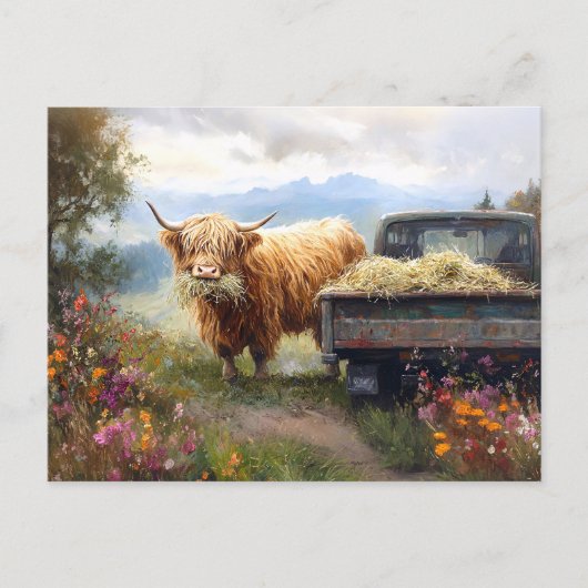 Hooglandkoe die hooi eet briefkaart (Voorkant)