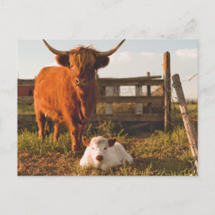 Hooglandrund en een kalf op een veld briefkaart