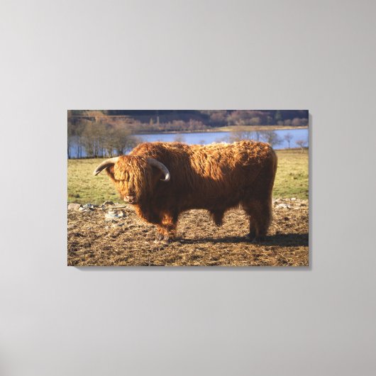 Hooglandrund Stier, Schotland Canvas Afdruk (Voorkant)