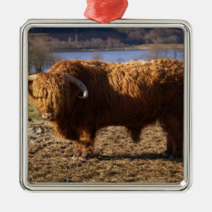 Hooglandrund Stier, Schotland Metalen Ornament