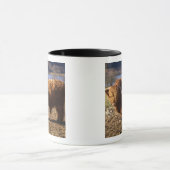 Hooglandrund Stier, Schotland Mok (Midden)