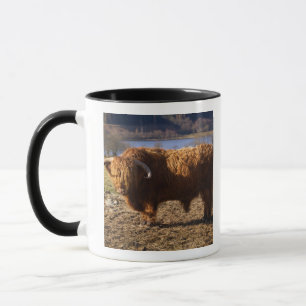 Hooglandrund Stier, Schotland Mok