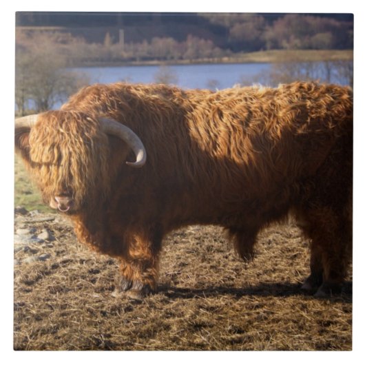 Hooglandrund Stier, Schotland Tegeltje (Voorkant)