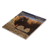 Hooglandrund Stier, Schotland Tegeltje (Zijkant)