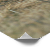  HOOGLANDSE KOE FOTO POSTER (Hoek)