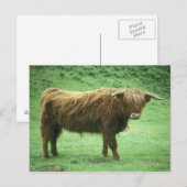 Hooglandstier, Mull, Binnen-Hebriden Briefkaart (Voorkant / Achterkant)