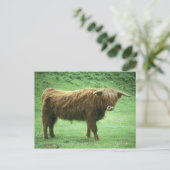Hooglandstier, Mull, Binnen-Hebriden Briefkaart (Staand voorkant)