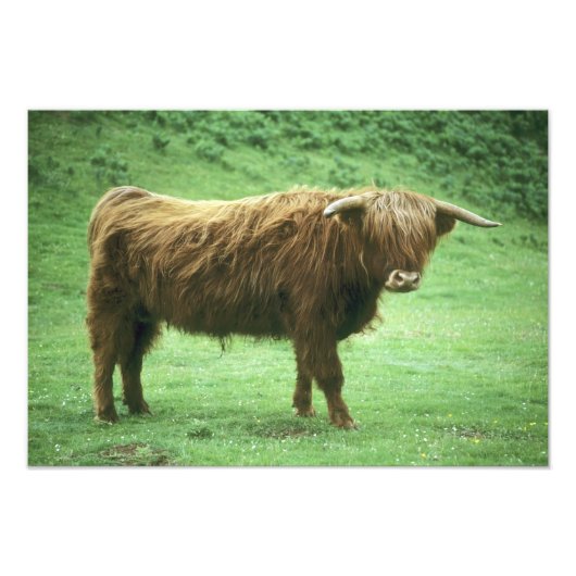 Hooglandstier, Mull-eiland, Binnen- Foto Afdruk (Voorkant)