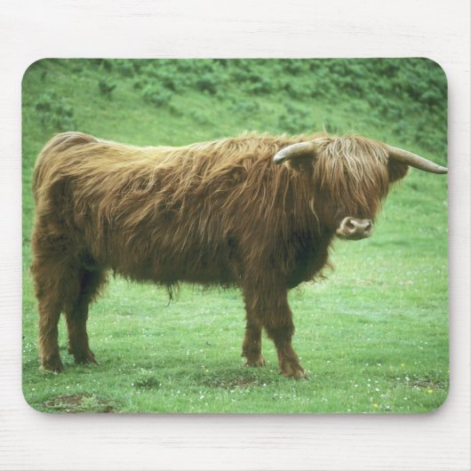 Hooglandstier, Mull-eiland, Binnen- Muismat (Voorkant)