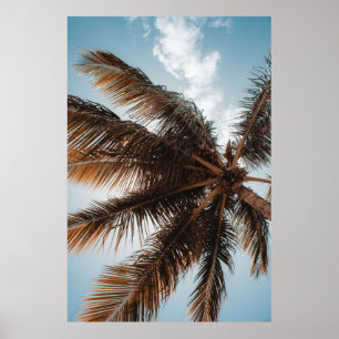 HOOGSTE HOOGTE VAN COCONUT TREE POSTER