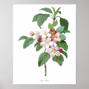 HOOGSTE KWALITEIT Botanische afdruk van Apple Blos Poster