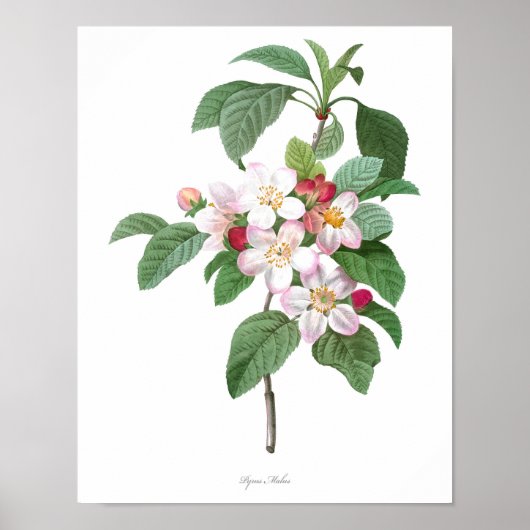 HOOGSTE KWALITEIT Botanische afdruk van Apple Blos Poster (Voorkant)