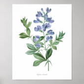HOOGSTE KWALITEIT Botanische afdruk van Baptisia Poster (Voorkant)