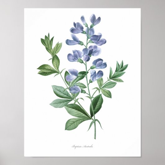 HOOGSTE KWALITEIT Botanische afdruk van Baptisia Poster (Voorkant)