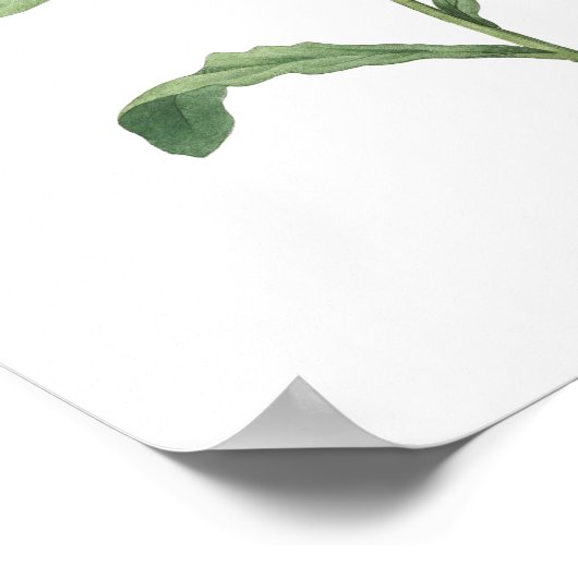 HOOGSTE KWALITEIT Botanische afdruk van Convolvulu Poster (Hoek)