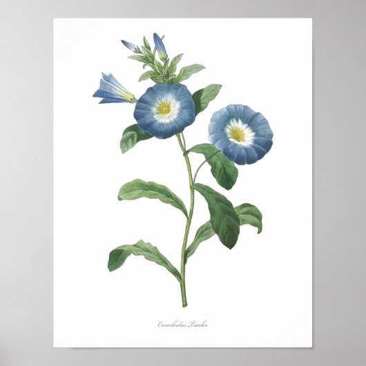 HOOGSTE KWALITEIT Botanische afdruk van Convolvulu Poster (Voorkant)