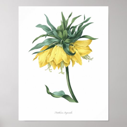 HOOGSTE KWALITEIT Botanische afdruk van de vriend Poster (Voorkant)