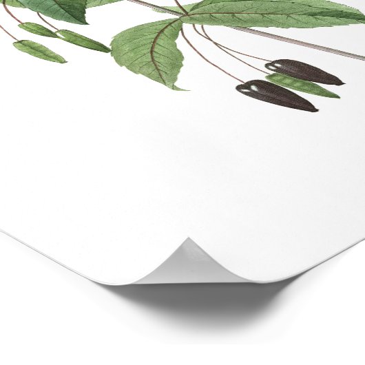 HOOGSTE KWALITEIT Botanische afdruk van Fuchsia Poster (Hoek)