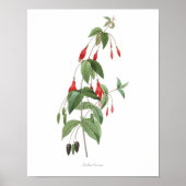 HOOGSTE KWALITEIT Botanische afdruk van Fuchsia Poster (Voorkant)
