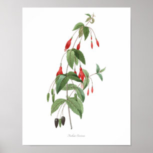 HOOGSTE KWALITEIT Botanische afdruk van Fuchsia Poster