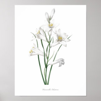 HOOGSTE KWALITEIT Botanische afdruk van Hemerocall Poster