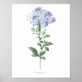 HOOGSTE KWALITEIT Botanische afdruk van Plumbago Poster (Voorkant)