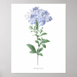 HOOGSTE KWALITEIT Botanische afdruk van Plumbago Poster