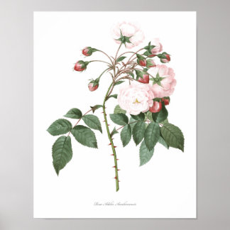 HOOGSTE KWALITEIT Botanische afdruk van Roos Adeli Poster