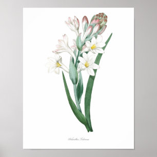 HOOGSTE KWALITEIT Botanische afdruk van Tuberose Poster