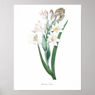HOOGSTE KWALITEIT Botanische afdruk van Tuberose Poster