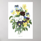 HOOGSTE KWALITEIT Botanische afdruk van Viola Tric Poster (Voorkant)
