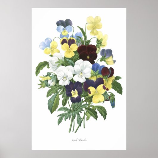 HOOGSTE KWALITEIT Botanische afdruk van Viola Tric Poster (Voorkant)