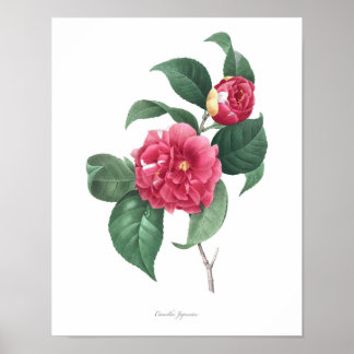 HOOGSTE KWALITEIT Botanische afdrukken van Camelli Poster