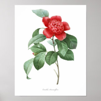 HOOGSTE KWALITEIT Botanische afdrukken van Camelli Poster