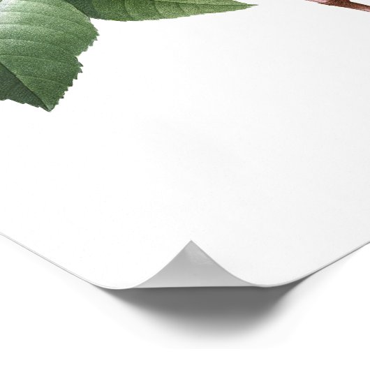 HOOGSTE KWALITEIT Botanische afdrukken van Camelli Poster (Hoek)